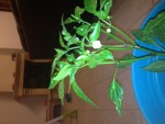 voilàle piment en question