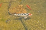 koi.jpg