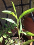 voici la plante