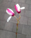 fleur.jpg