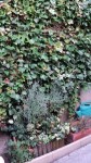 mur.JPG