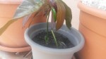20140616_142351.jpg