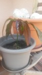 20140616_142444.jpg