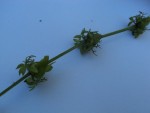 DSC01916.jpg