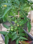 Tomate Spiridonovskie op.jpg