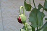 Pavot bouton fleur.JPG