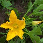 courgette en fleur.jpg