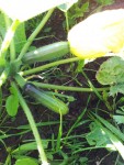 courgette qui pousse..jpg