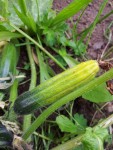 courgette qui jaunit..jpg