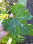 feuille de courgette..jpg