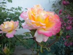 DSCN5556.JPG