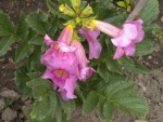 DSCN5487.JPG