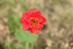 fleur rouge.gif