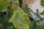 Tomates cerise