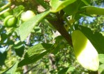 Fruit sain à gauche,<br />Fruit malade à droite.