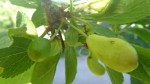 Fruit sain à gauche,<br />Fruit malade à droite.