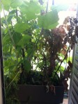 IMG_21160.jpeg