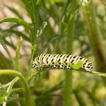 machaon.jpg