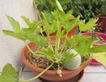 courgette-feuilles.jpg