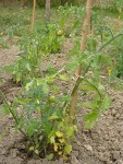 les tomates cerise rouges