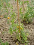 les tomates cerise jaunes