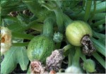 courgette 2.jpg