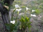 DSCN5449.JPG