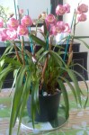 en fleurs...