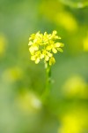 géante jaune fleur.jpg