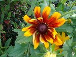 DSC01032.JPG