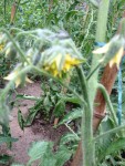 tomate2.jpg