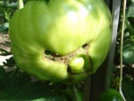 DSC01251.JPG