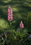 DSC_0473.jpg