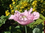 DSC01074.JPG