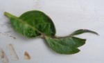 HORTENSIA feuille.JPG