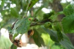 Parasite sur les feuilles