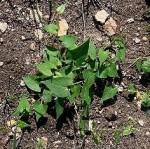 Fallopia convolvulus Aung Public.jpg