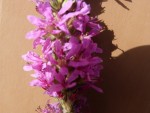 P10201241.jpg