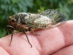 tibicina-haematodes.jpg