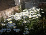 DSCN5653.JPG