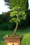 Pinus Sylvestris juin14.JPG