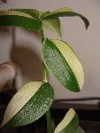 DSC01478.JPG