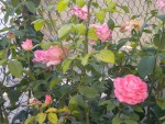 DSCN5666.JPG