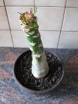 IMG_0577.JPG