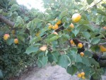DSCN5661.JPG
