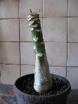 IMG_0578.JPG