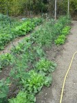 voila maintenant les mêmes plan de tomates,installés le même jour mais en pleine terre.<br />vous avez compris pourquoi il est nécessaire d'avoir une serre si je veut avoir de bons résultats....