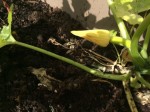 IMG_0267.jpeg