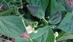 haricots (Large).jpg