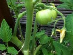 Pouvez vous me dire de quelle sorte de tomate il s'agit?